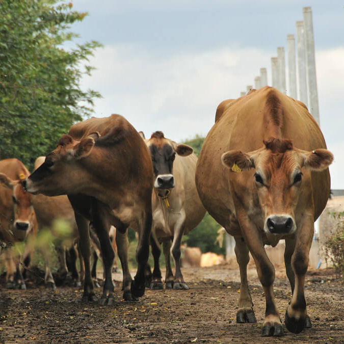 Longley Farm